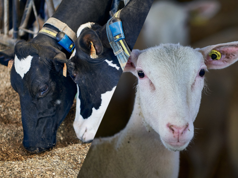 Elevages bovin et ovin 